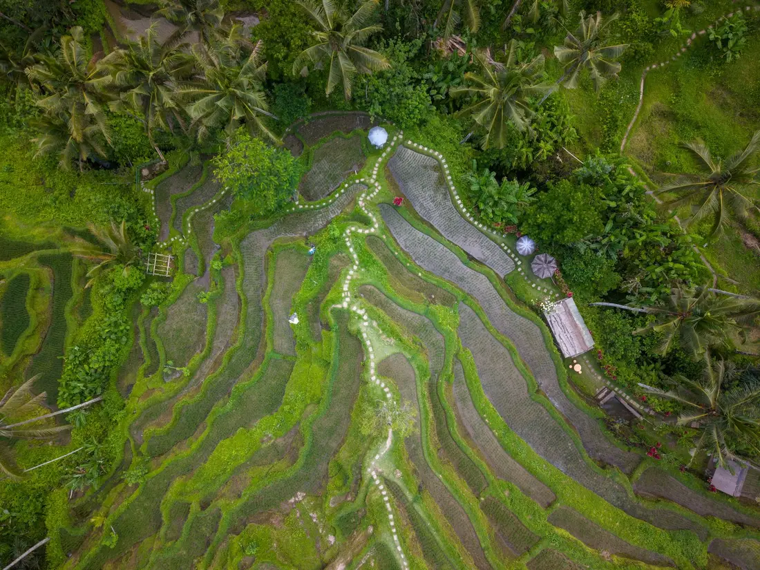 Bali (Ubud)